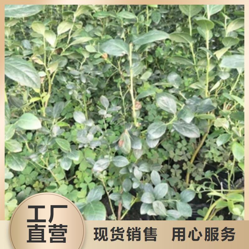 蓝莓苗-占地果树多种场景适用价格实惠工厂直供