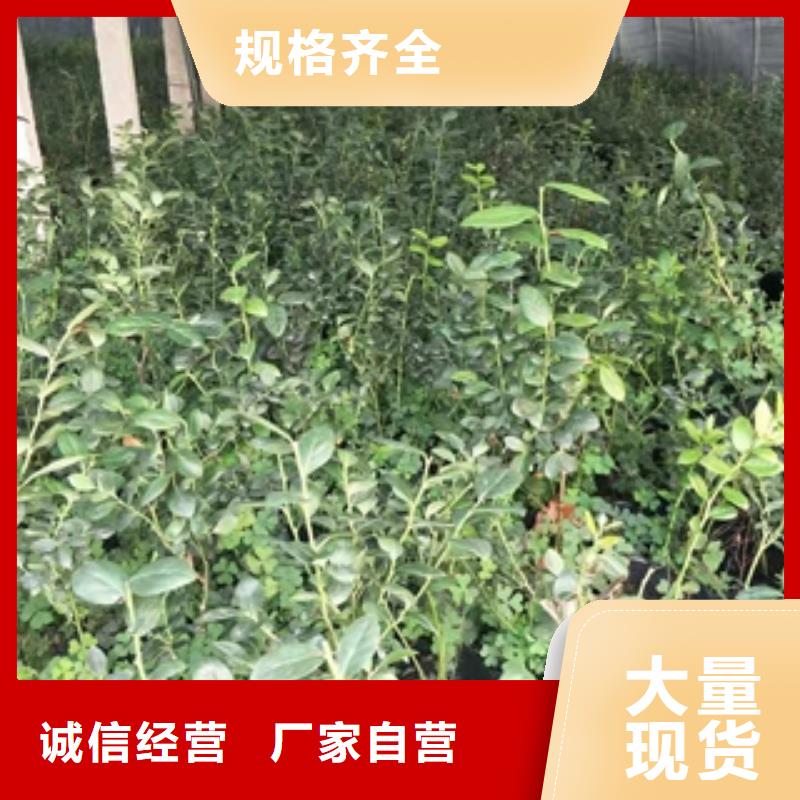 蓝莓苗核桃苗樱花苗长果桑树苗厂家经验丰富定金锁价