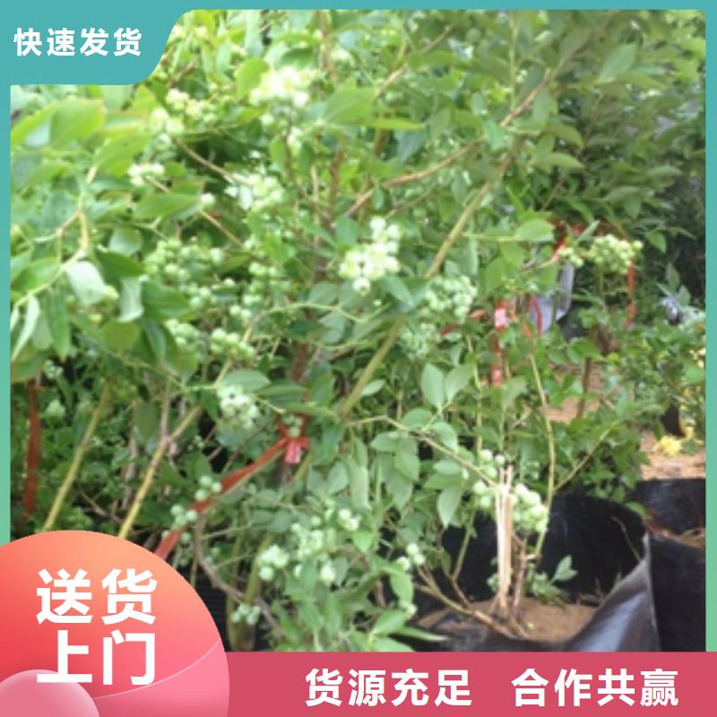 【蓝莓苗】-钙果苗厂家工艺先进厂家销售