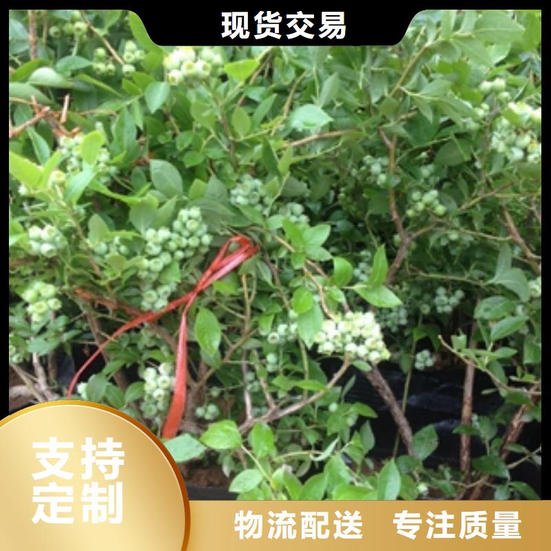 蓝莓苗泰山景松造型景松信誉至上精工细致打造