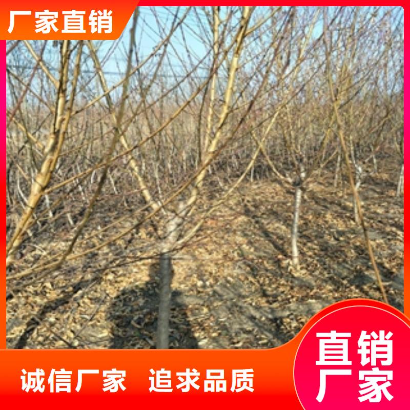 【桃树泰山景松造型景松生产安装】按需定制真材实料