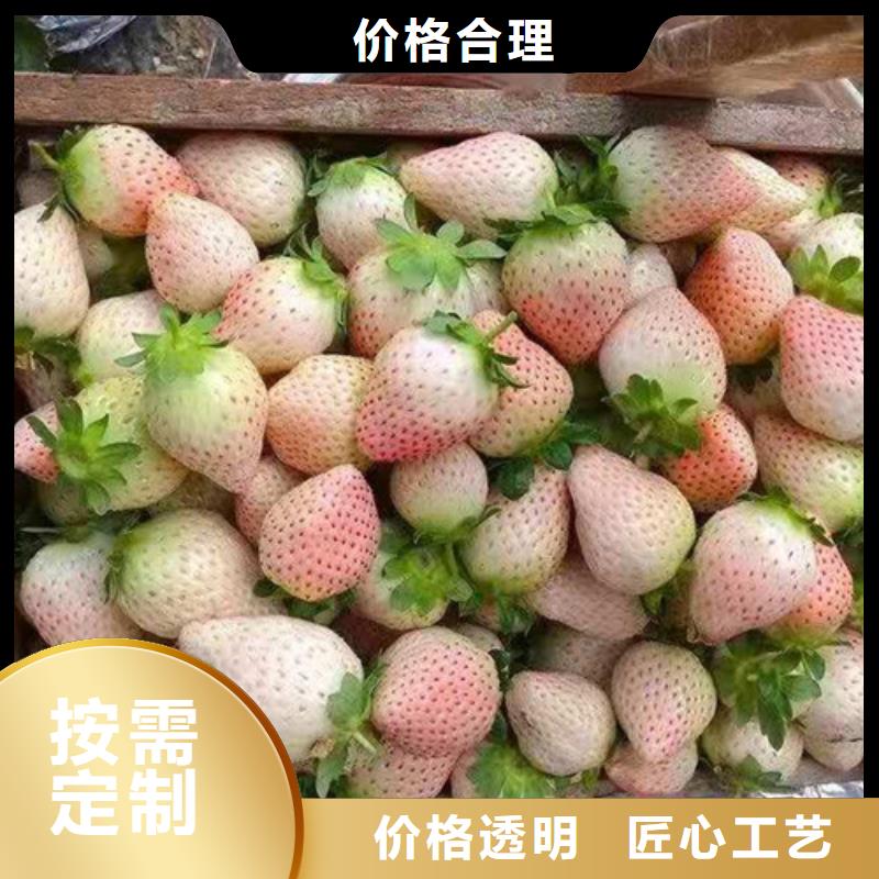 粉玉草莓苗产品优良