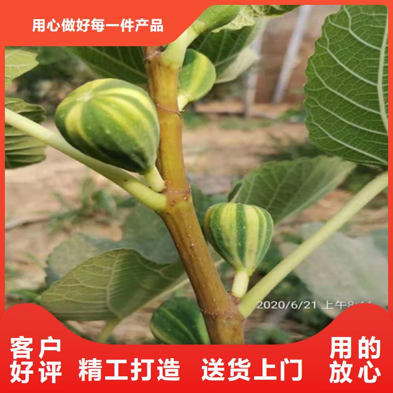 玛斯义陶芬无花果苗质检合格发货