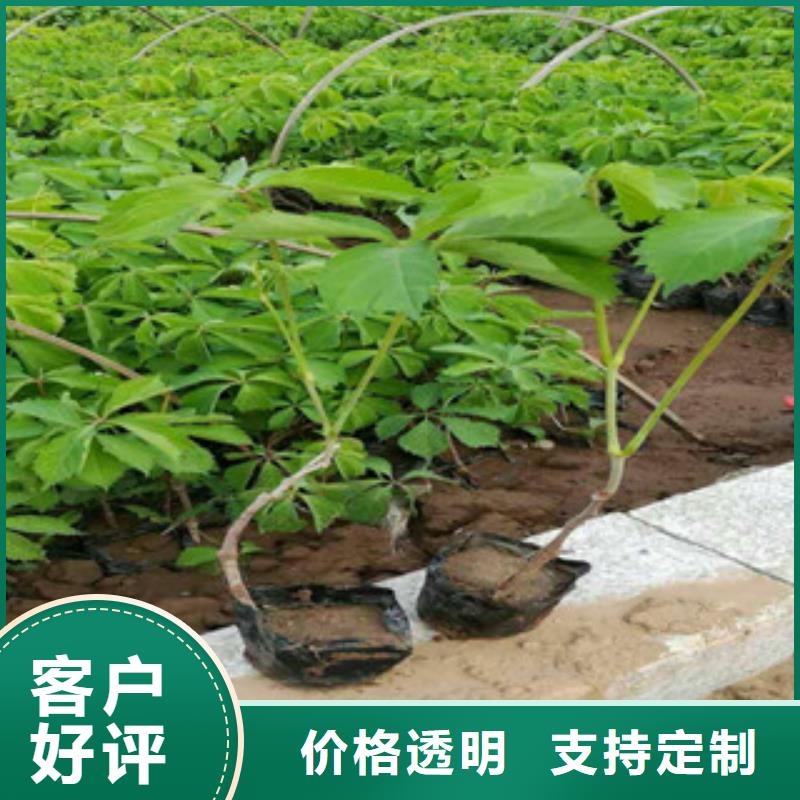 宿根花卉【柳叶马鞭草/薰衣草】生产型低价货源