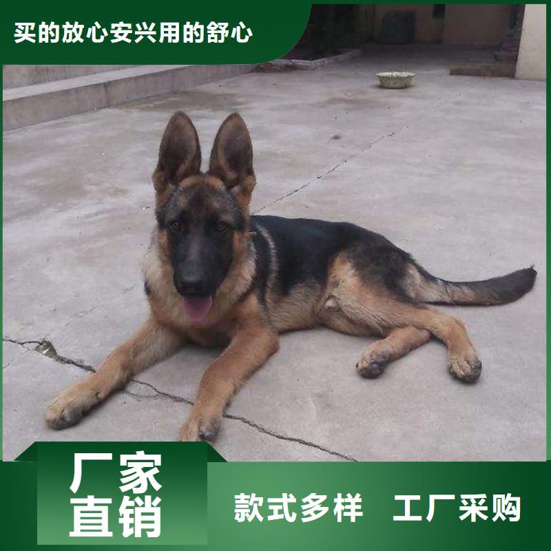 【德国牧羊犬】德牧犬支持定制贴心售后好品质经得住考验