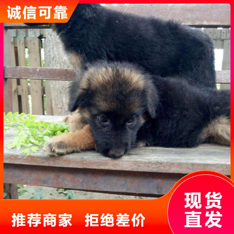 德国牧羊犬卡斯罗犬值得买精选货源