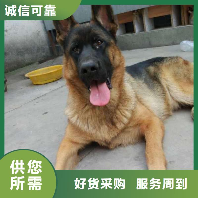 【德国牧羊犬】杜宾犬用心制作当地经销商