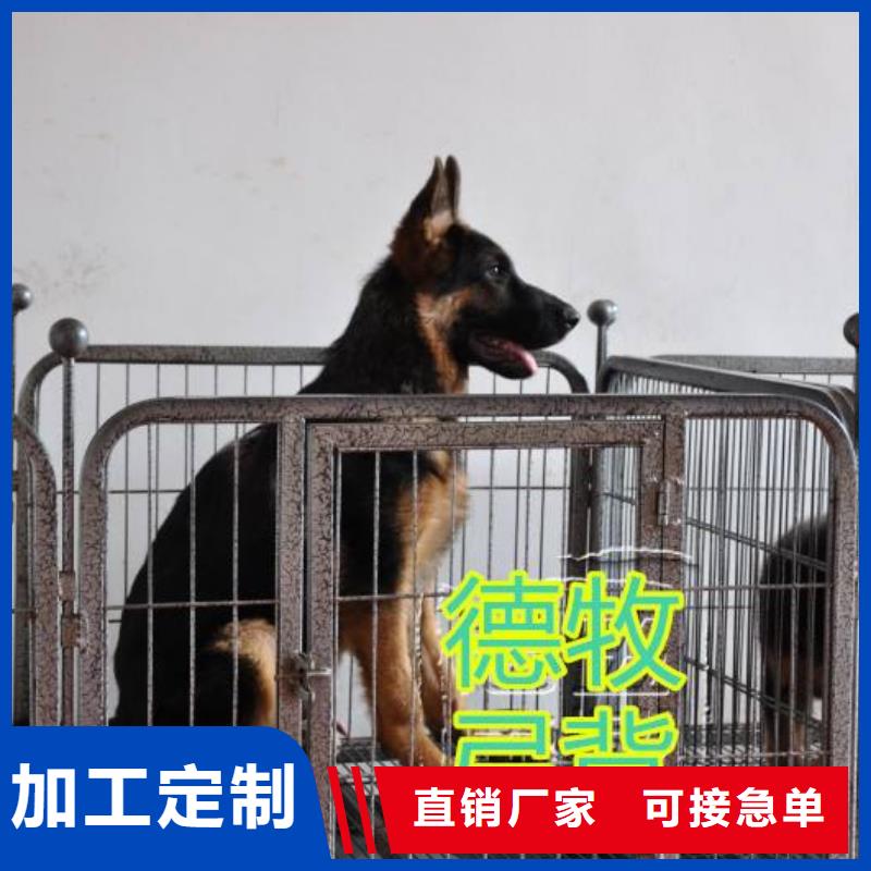 德国牧羊犬马犬实力派厂家标准工艺