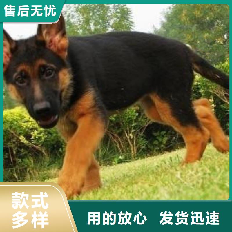 【德国牧羊犬杜宾犬选择我们没错】买的放心安兴用的舒心