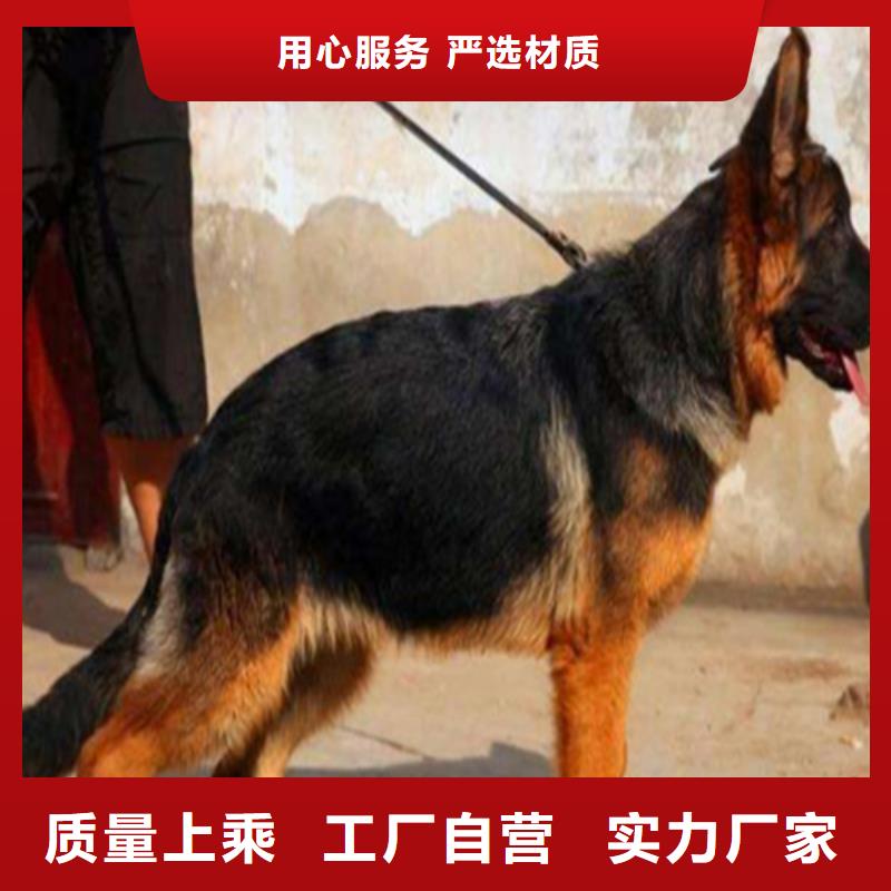 【德国牧羊犬】,卡斯罗犬种类多质量好当地经销商