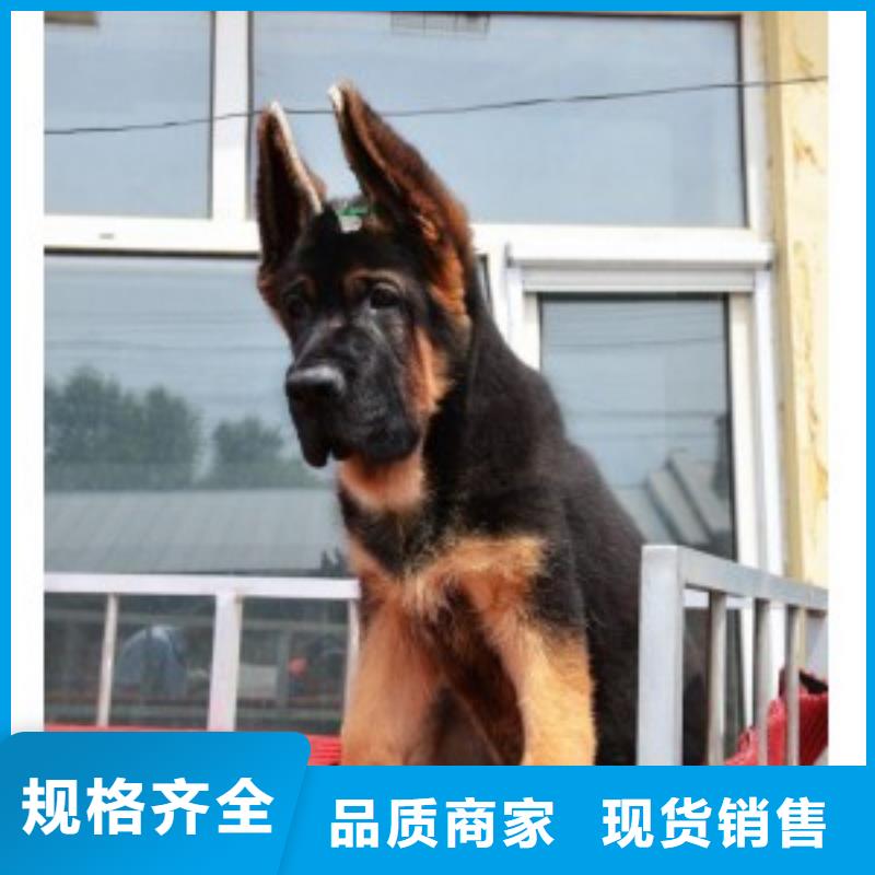 ​德国牧羊犬【杜高犬】细节决定品质实拍展现