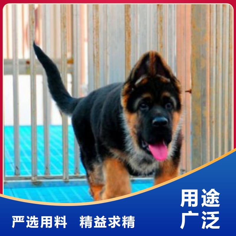 德国牧羊犬【罗威纳犬】品质保障价格合理附近生产厂家