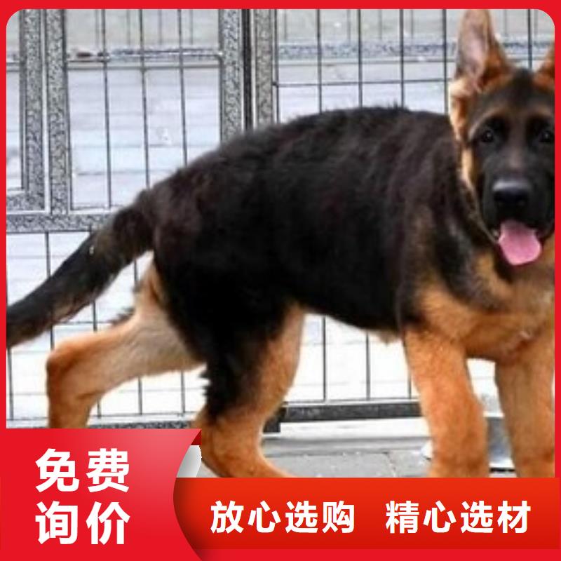 德国牧羊犬马犬质量好库存量大