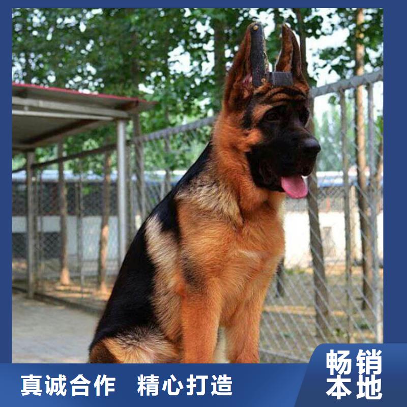 德国牧羊犬比特犬品质服务价格合理