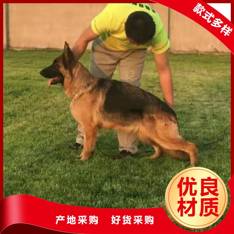 德国牧羊犬黑狼源头采购本地生产商