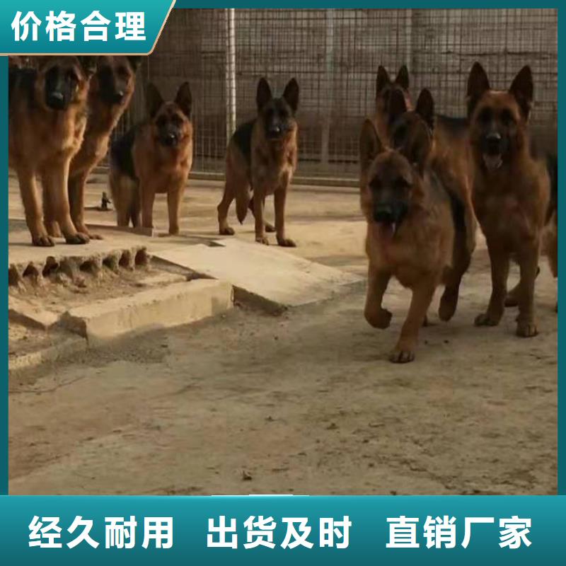 德国牧羊犬【杜宾犬】厂家工艺先进本地生产厂家