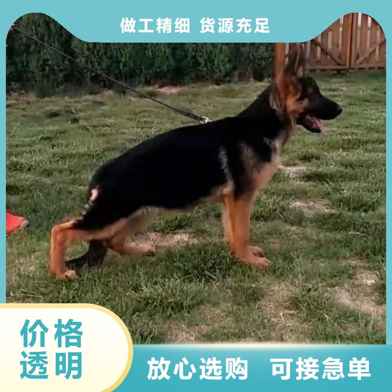 德国牧羊犬罗威纳犬专注生产N年同城经销商