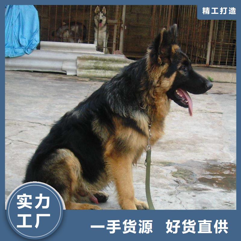 德国牧羊犬_马犬服务至上有实力有经验