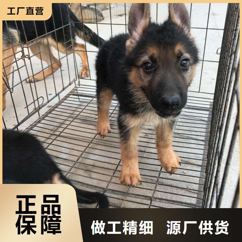 德国牧羊犬,卡斯罗犬现货满足大量采购当地供应商