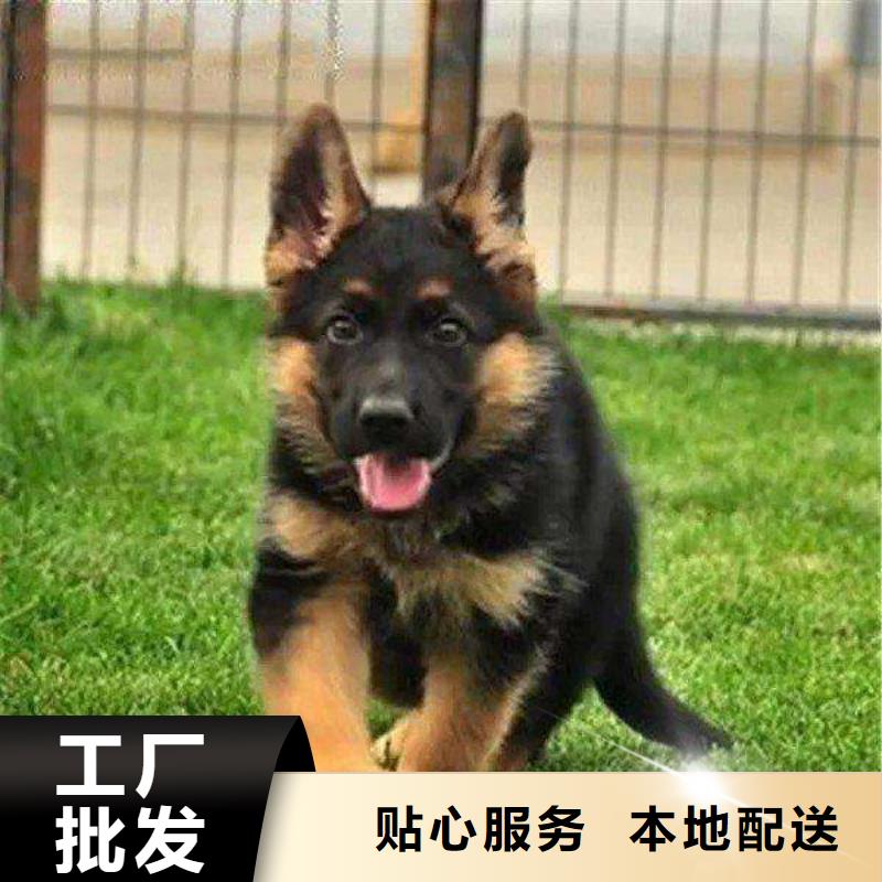 德国牧羊犬高加索犬行业优选本地厂家