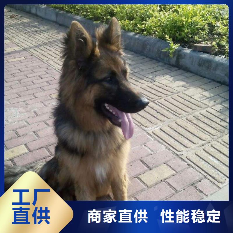 德国牧羊犬【比特犬】厂家货源稳定专注细节使用放心