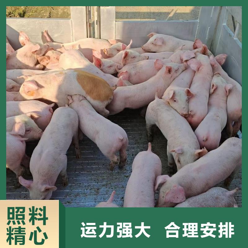 宿遷泗陽到正陽豬牛羊運輸
