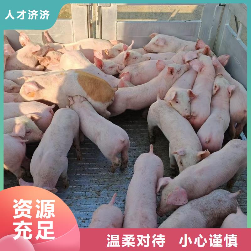​宿迁市沭阳到嘉兴羊运输防护周全