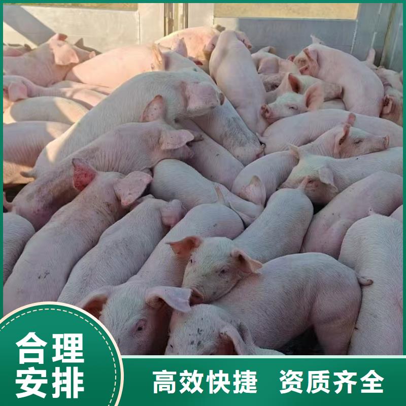 宿迁市沭阳到马鞍山牲畜运输保障完备