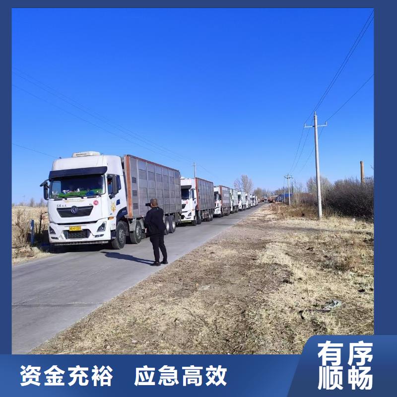 宿迁市泗阳到南阳活禽运输专人负责