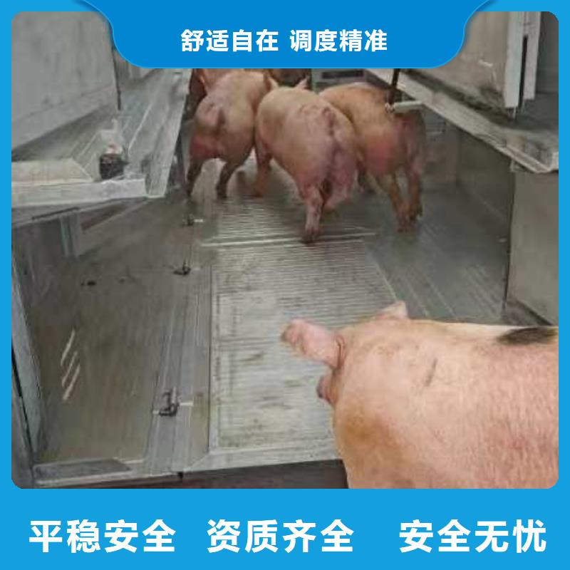 宿遷市到麗水仔豬運輸及時送達