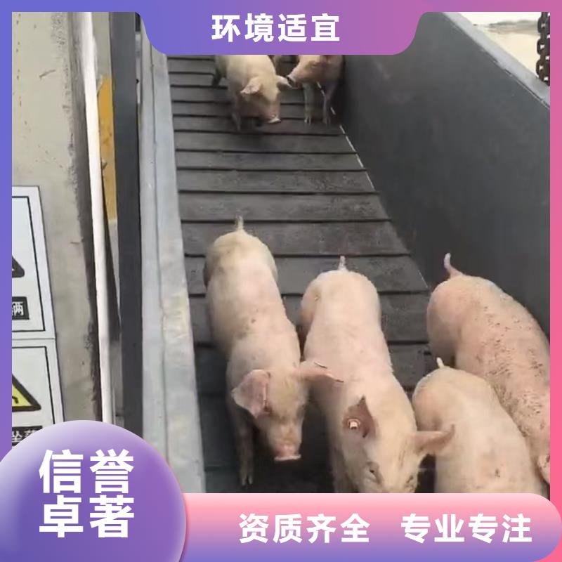宿遷市泗洪到商丘羊運輸照料精心