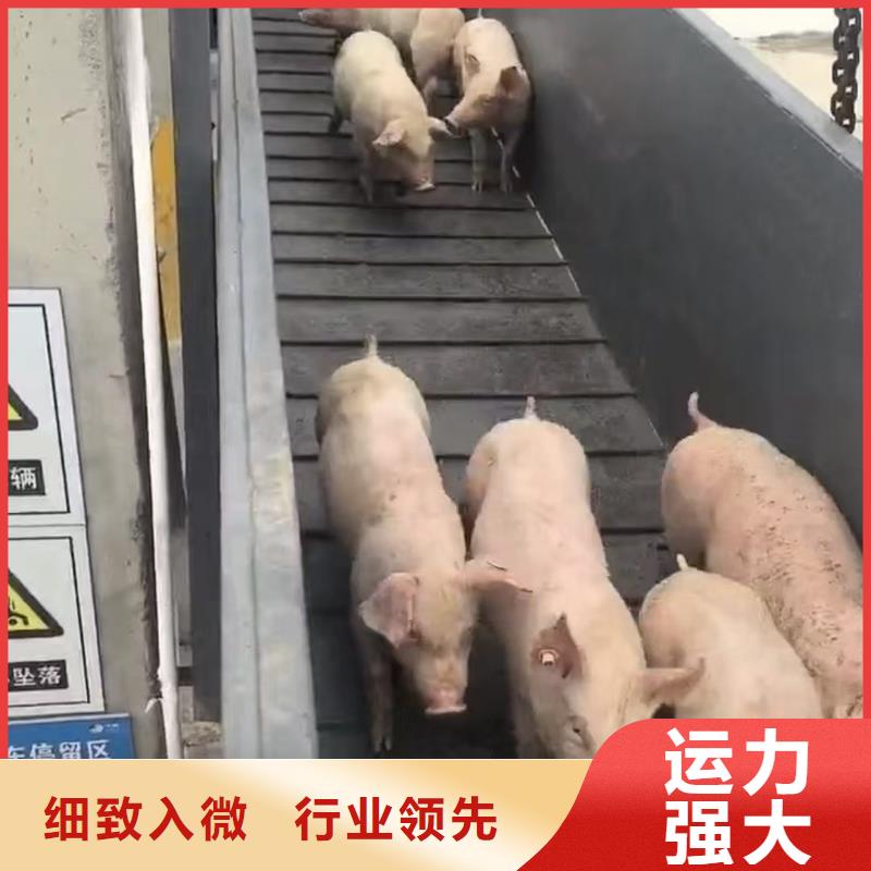 宿迁市泗洪到青岛猪笼车物流科学运输