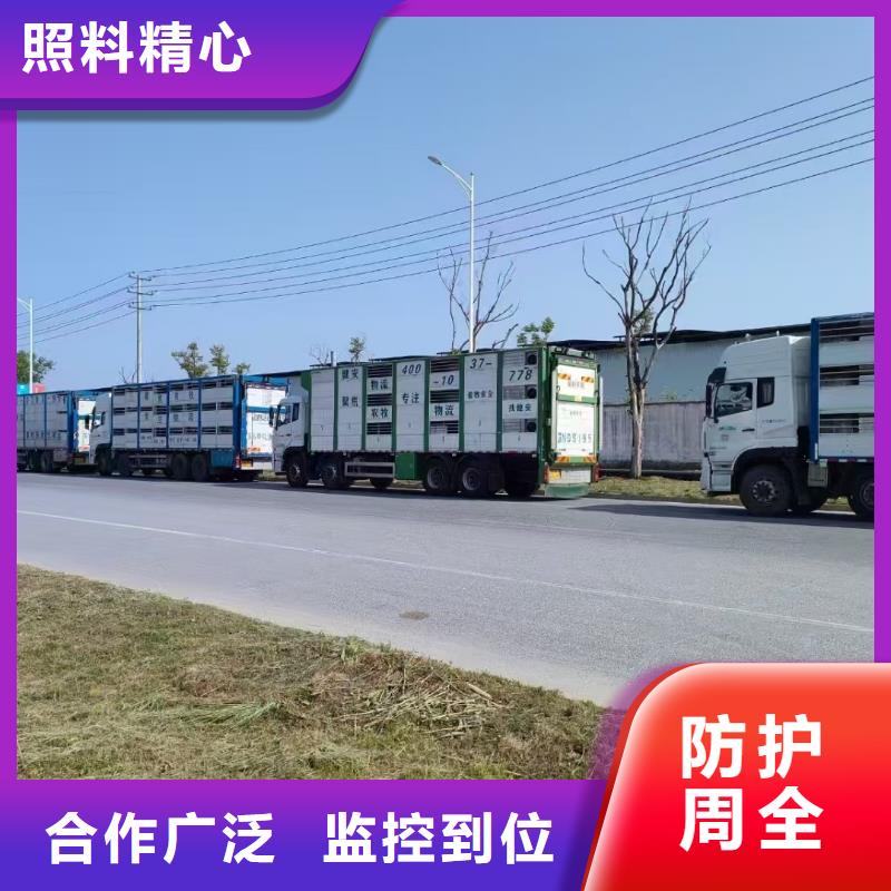 宿迁市泗洪到池州畜禽运输专业专注