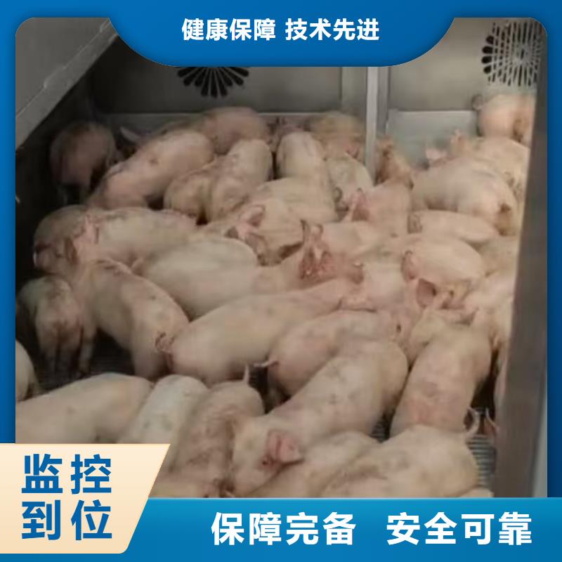 宿迁市泗洪到铜陵猪运输资质齐全
