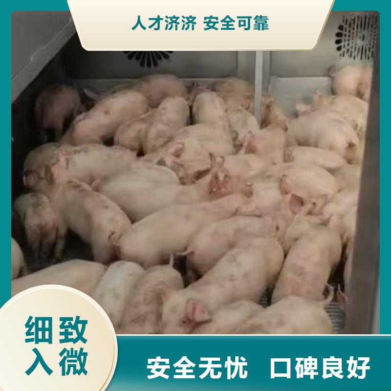 宿遷市到金華高欄車肥豬運輸快捷