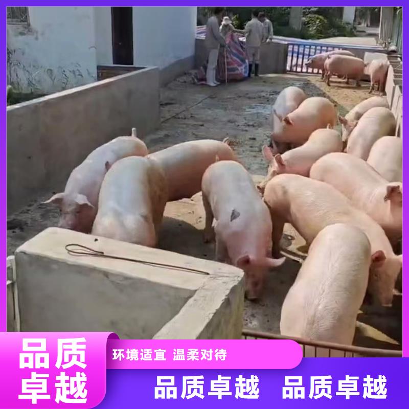 宿遷市沭陽到開封牛運輸省內隔天送達