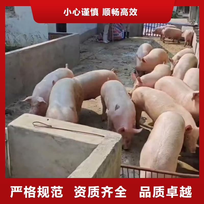 宿迁市到青岛牛运输专用车正规物流