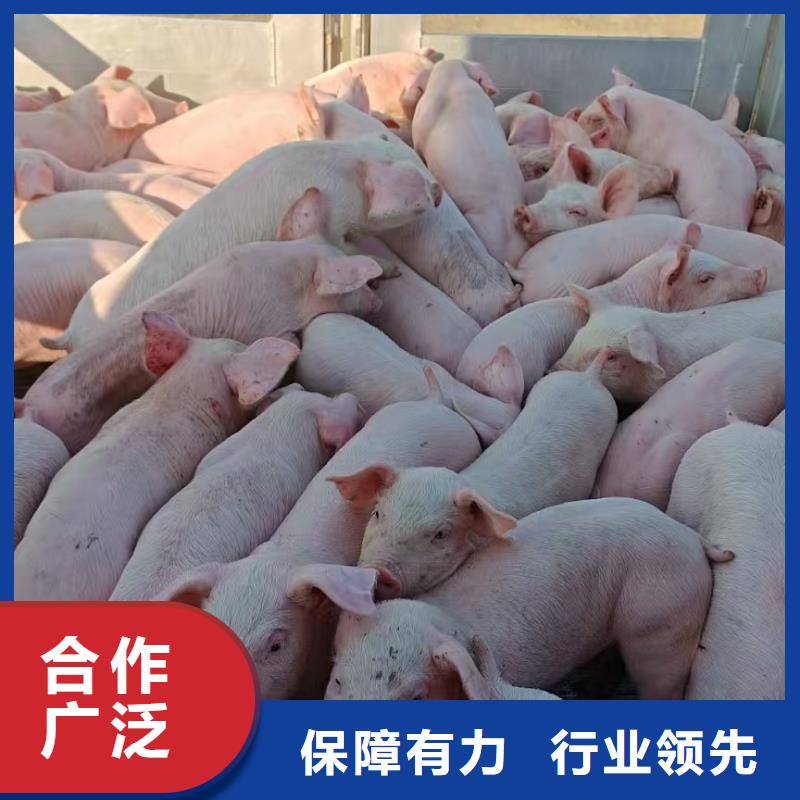 三門峽到鐵嶺種豬運輸人才濟濟