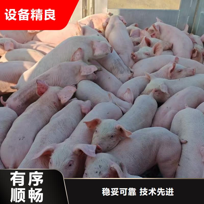宿迁到济南种猪运输覆盖全市