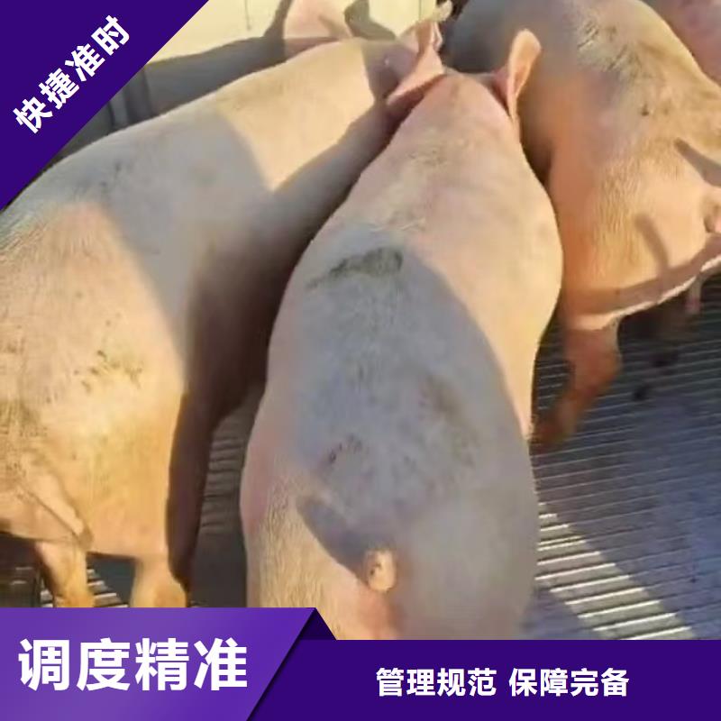 宿遷市泗陽到日照活禽運輸口碑良好