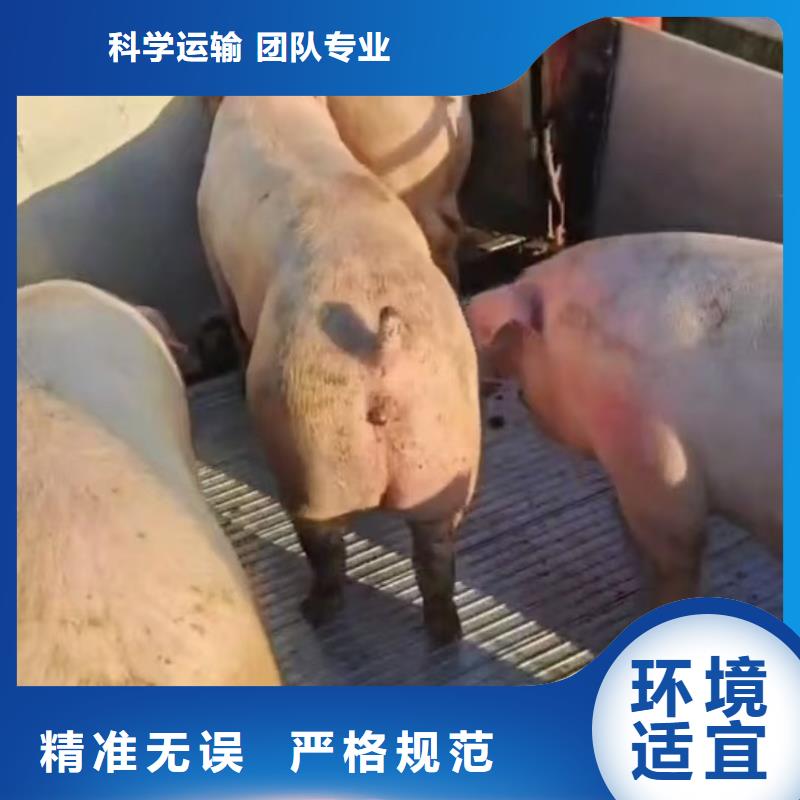 宿迁市到池州牛运输服务优质