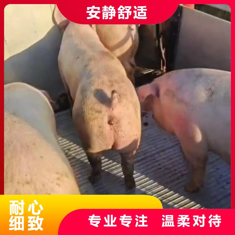 宿遷市泗陽到鶴壁豬牛羊運輸經驗豐富