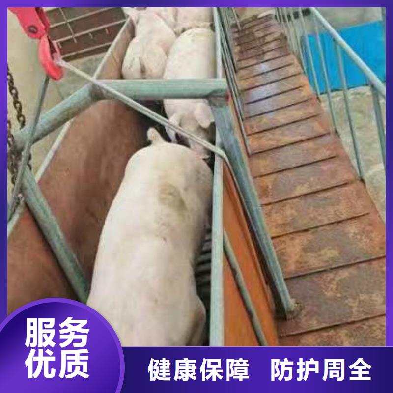 宿迁市泗洪到舟山猪笼车运输团队专业