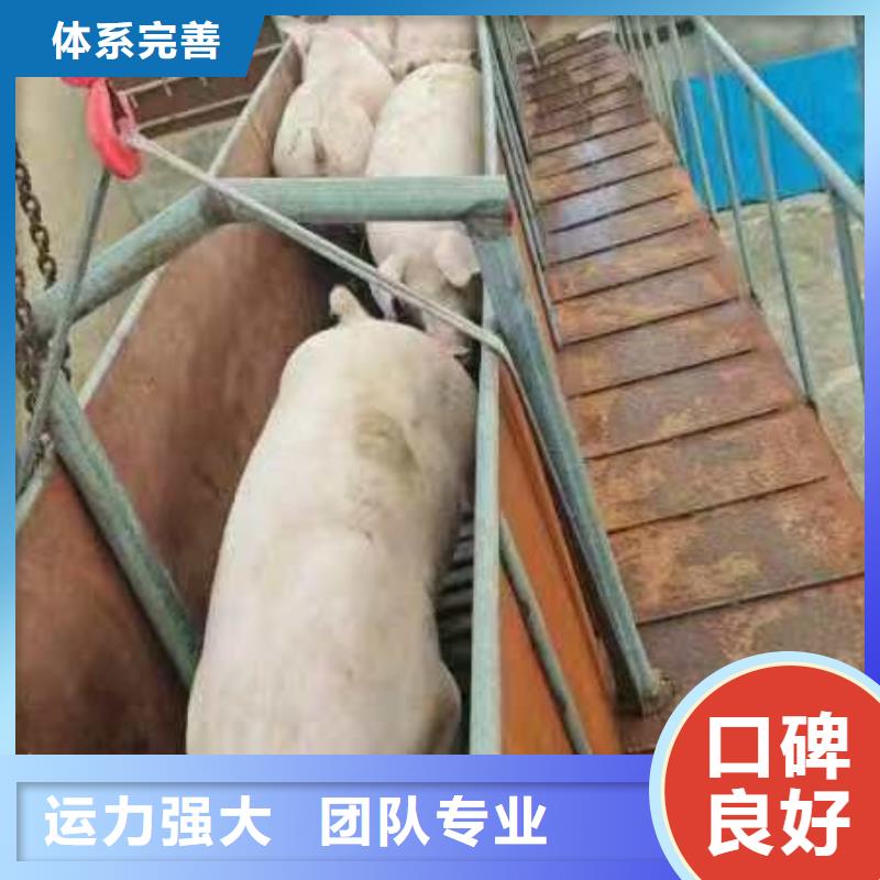 宿迁市沭阳到洛阳猪笼车物流路线优化