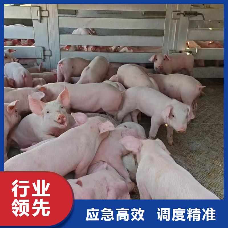 宿遷市泗洪到紹興種豬恒溫車運(yùn)輸合理安排