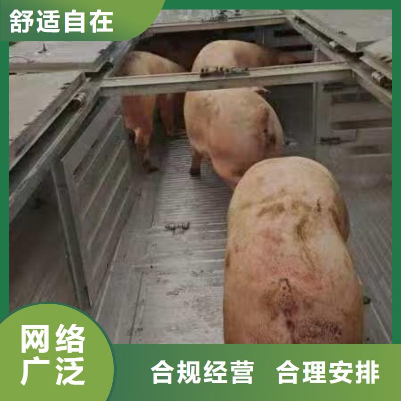 宿迁市沭阳到上海猪牛羊运输信誉卓著