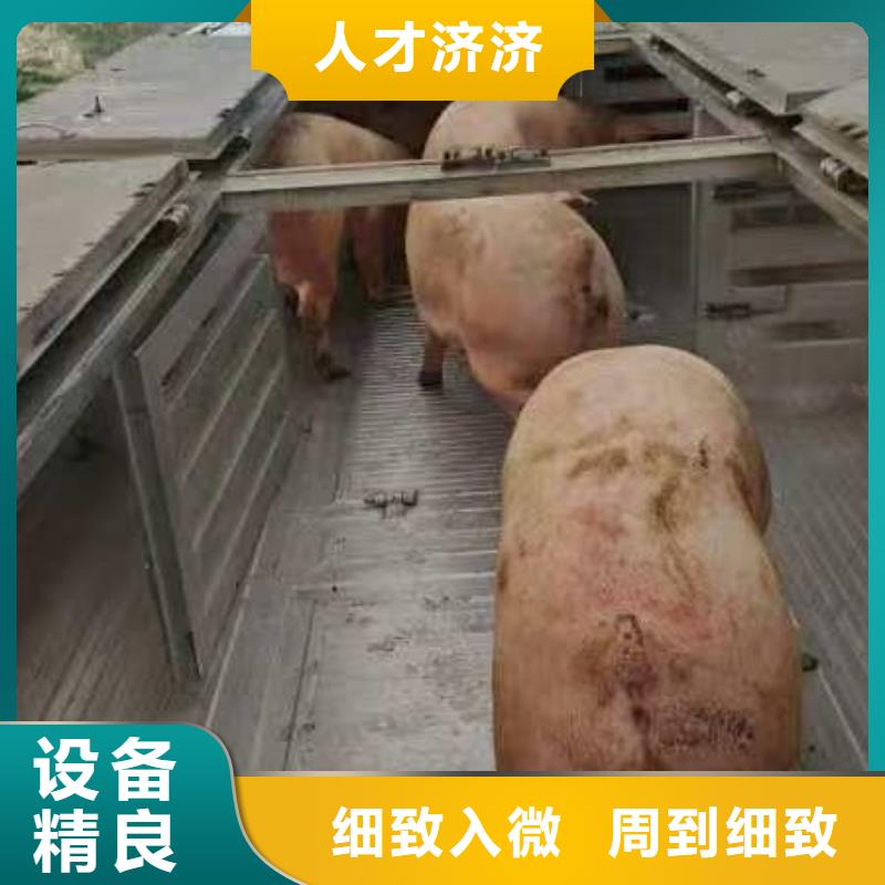宿遷市泗洪到安慶豬只運輸專用車整車