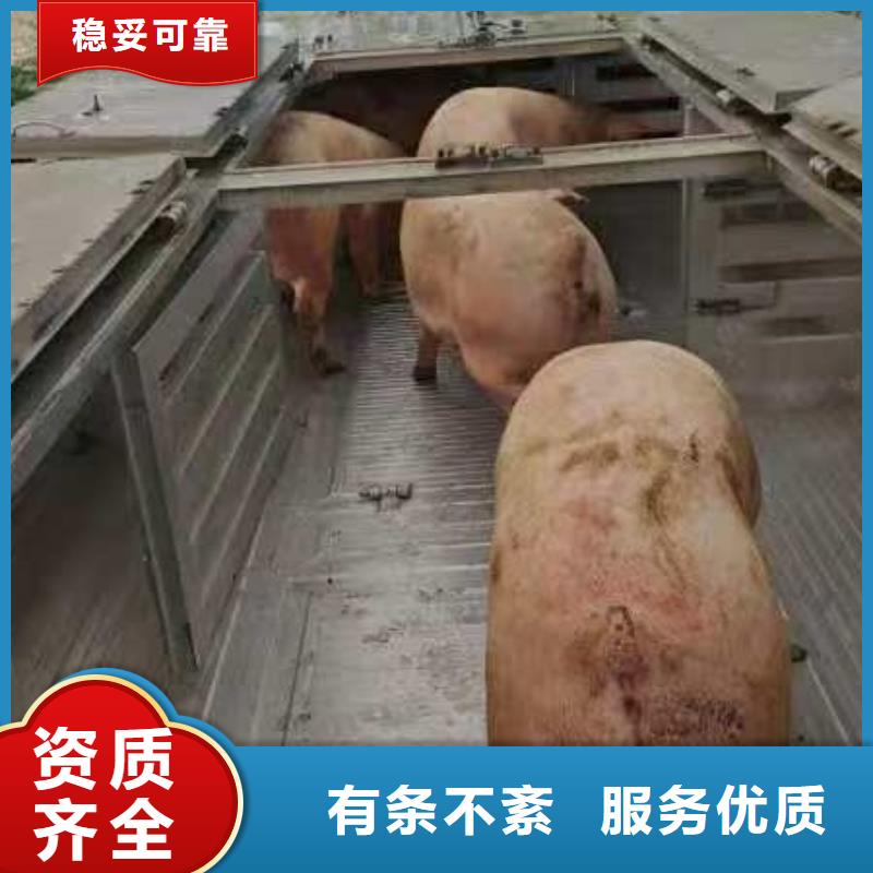 德州到石家莊活禽運(yùn)輸溫柔對(duì)待