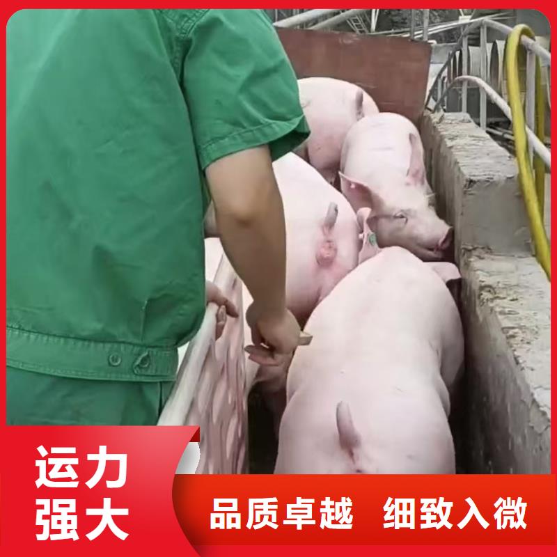 宿迁市泗洪到阜阳猪运输专人负责