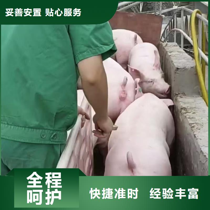 宿迁市到焦作种猪运输路线优化